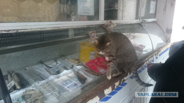 Котовторник 17.11.2015