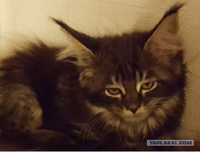 Котовторник - начало