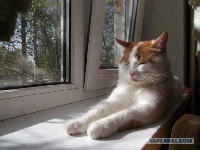 Котовторник 12.04