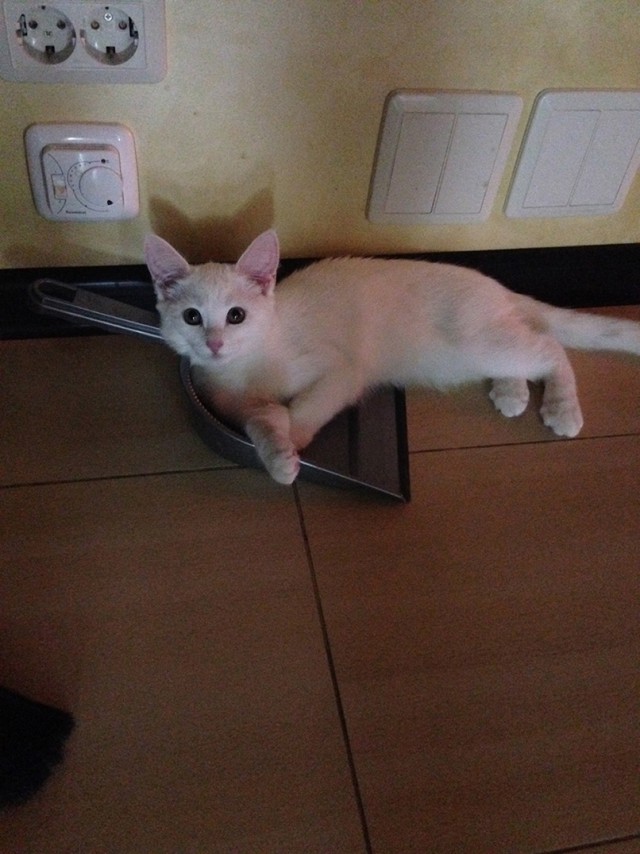 Котовторник 03.05.2016