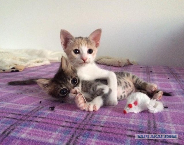 Спасение крошечного котенка, найденного посреди поля в ужасном состоянии