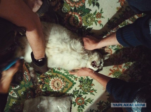 Котовторник 14.03.2017