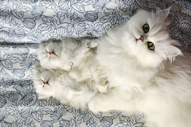 Коты и Кошки