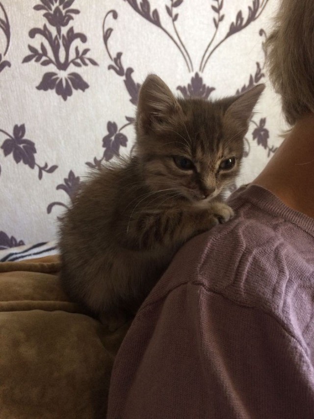 Коты и Кошки