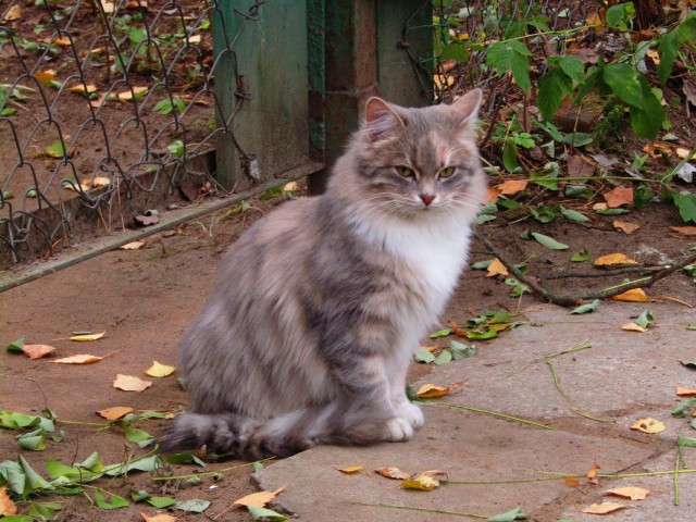 Коты и Кошки