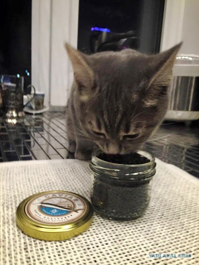 Советником Орешкина назначена чиновница, которая кормит кота черной икрой