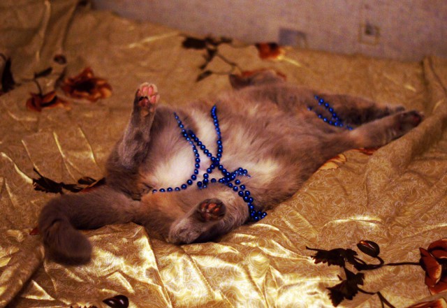 Котовторник!