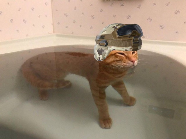 Фотожабы: кот в ванной