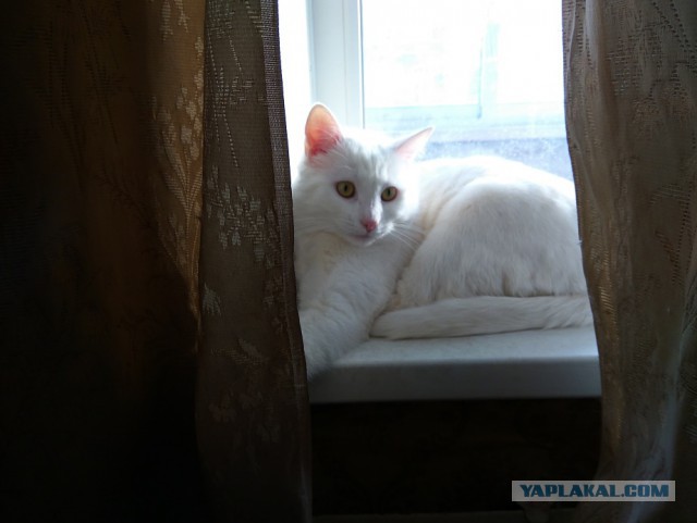 Котовторник 20.02.18