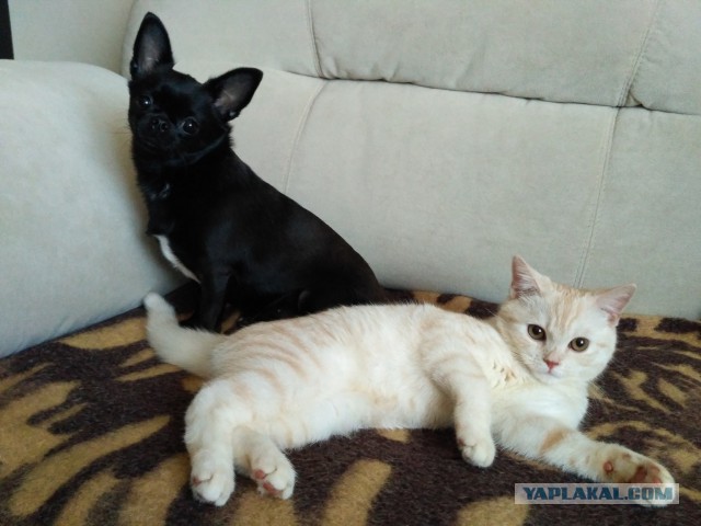 Котовторник 27.03.2018