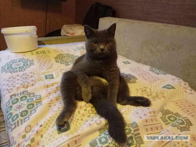 А не открыть бы нам котовторник 03.04.2018