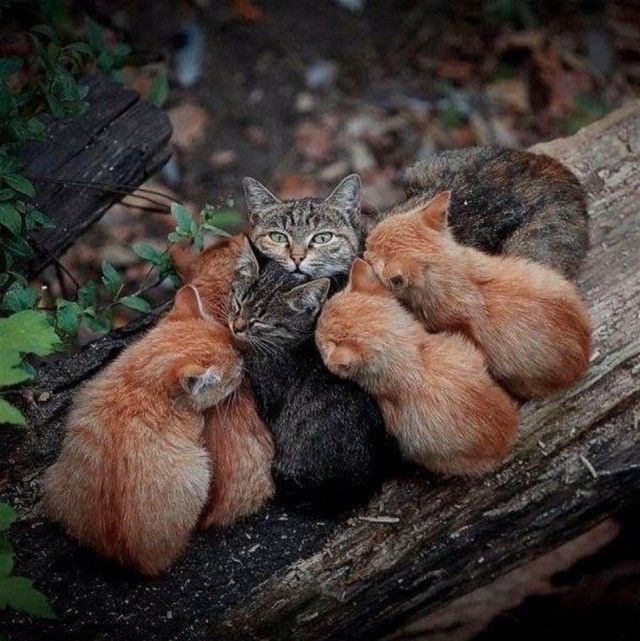 Прикольных котов пост