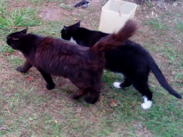 Котовторник