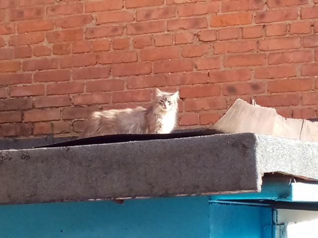 Кот без прикрас