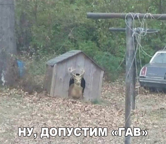 Нестандартный юмор