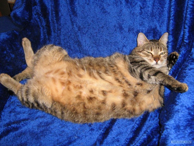 Котовторник - С праздником, котоводы!