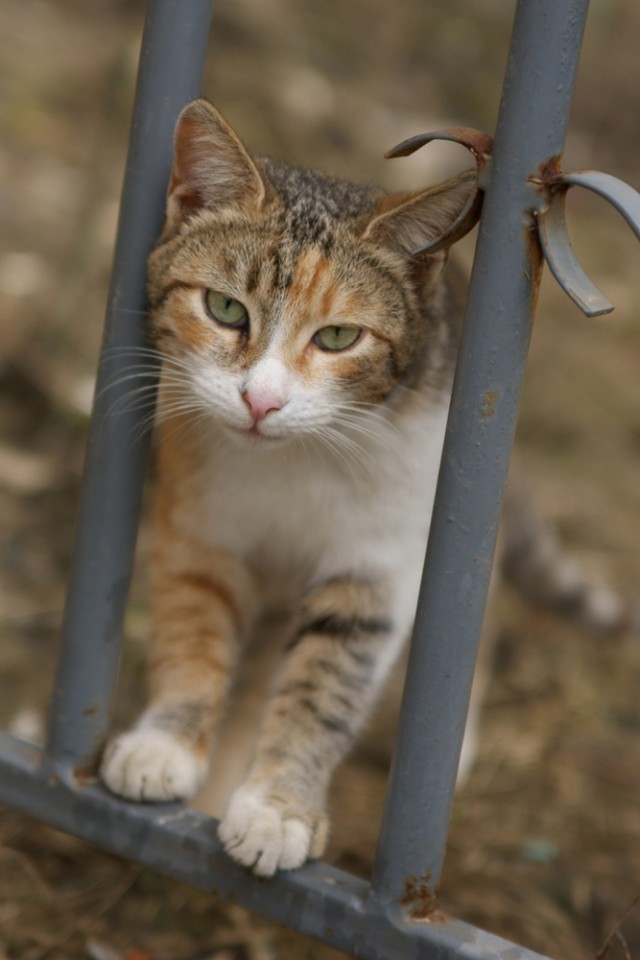Котовторник. А как же?!