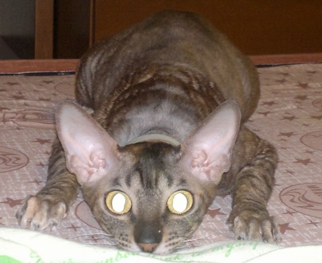 Состоятельный котовторник