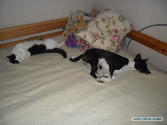 Сонный Котовторник