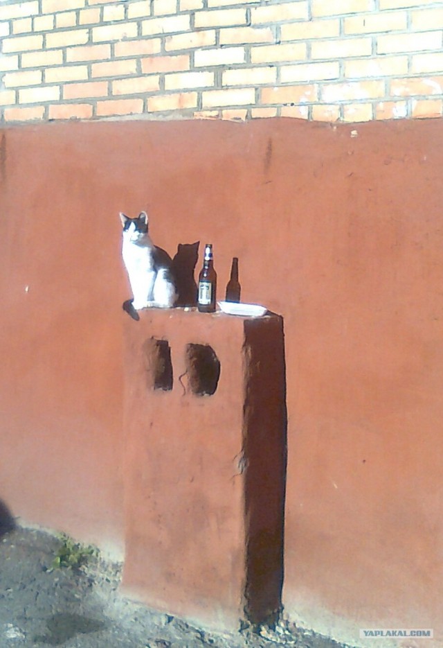 Котовторник 22.11.11