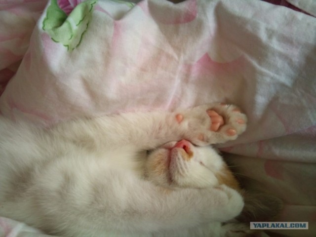 Котовторник (24. 01. 2012 )