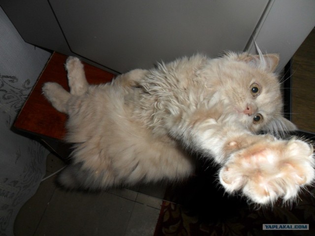 Котовторник (14.02.2012)
