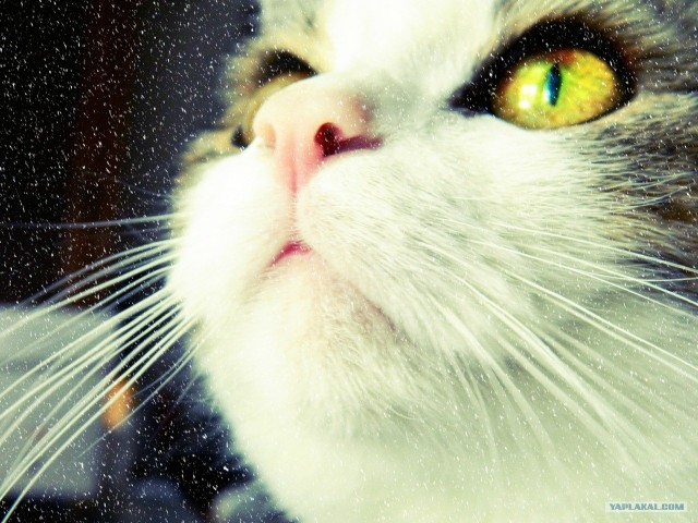 Котовторник (28.02.2012)