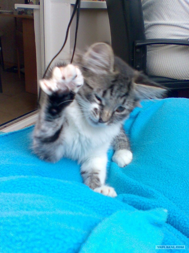 КОТОВТОРНИК (6.03.2012)