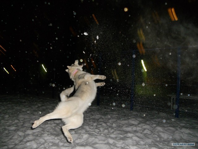 Самые смешные снимки животных за 2012 год