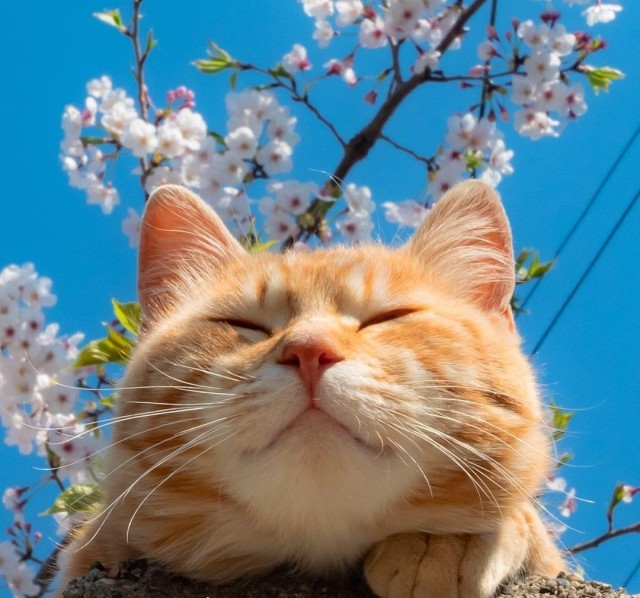 Котовторник однако