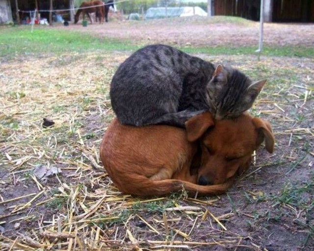 Уже не котовторник, но еще и не собакочетверг