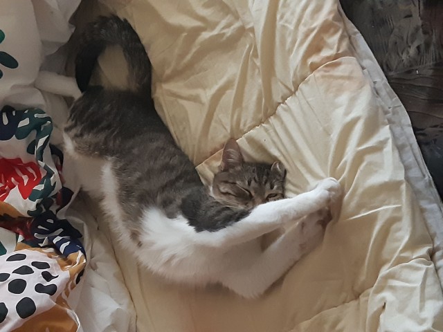 Котовторник. Начало.