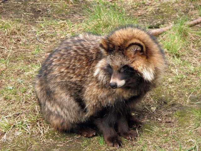 Живность из сети
