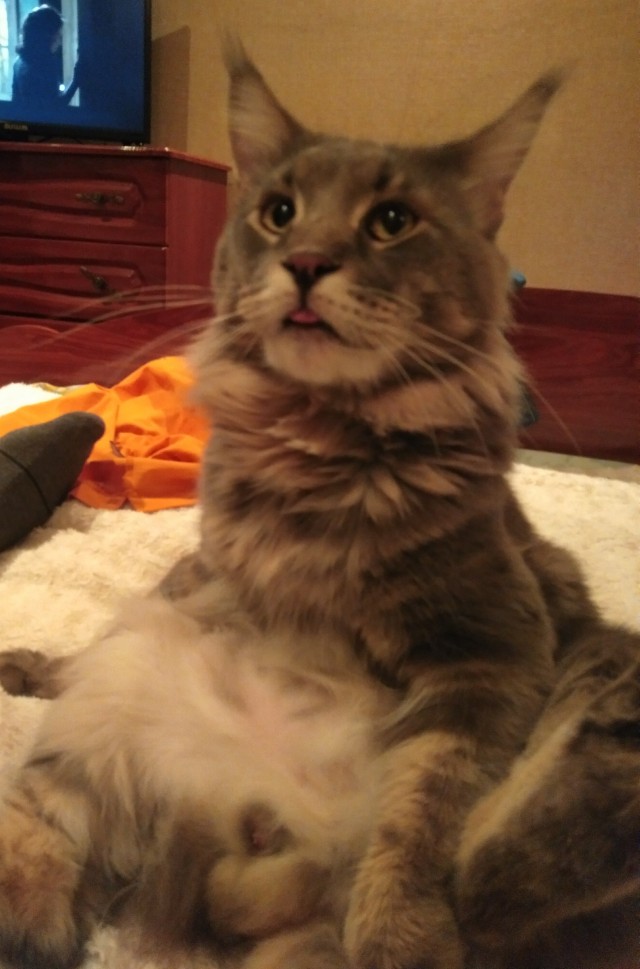 Кот ждун