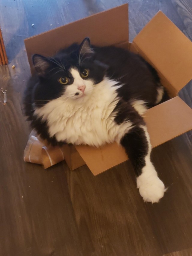 Коты из сети