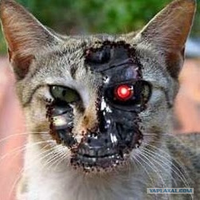 Тугоплавкий кот