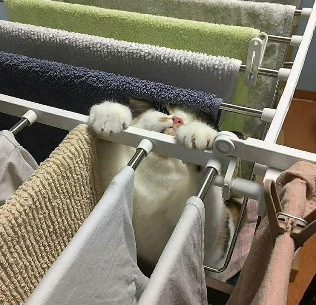 Эти забавные животные
