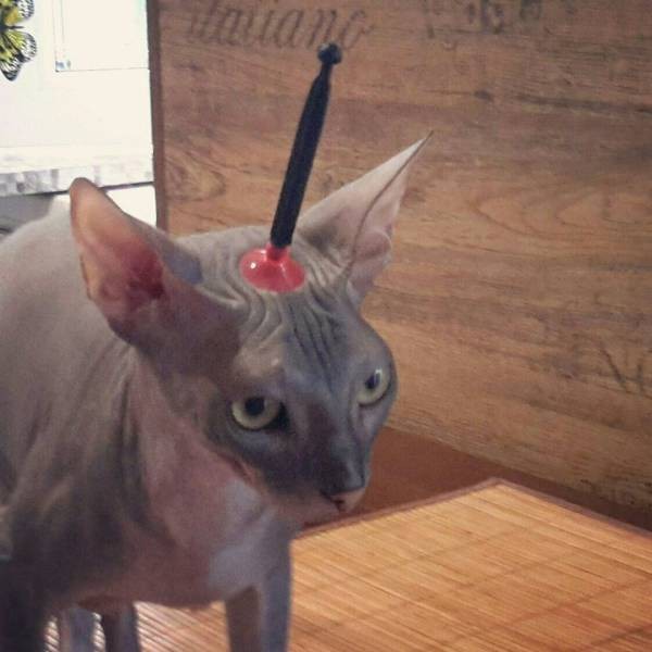 Картинки всякие