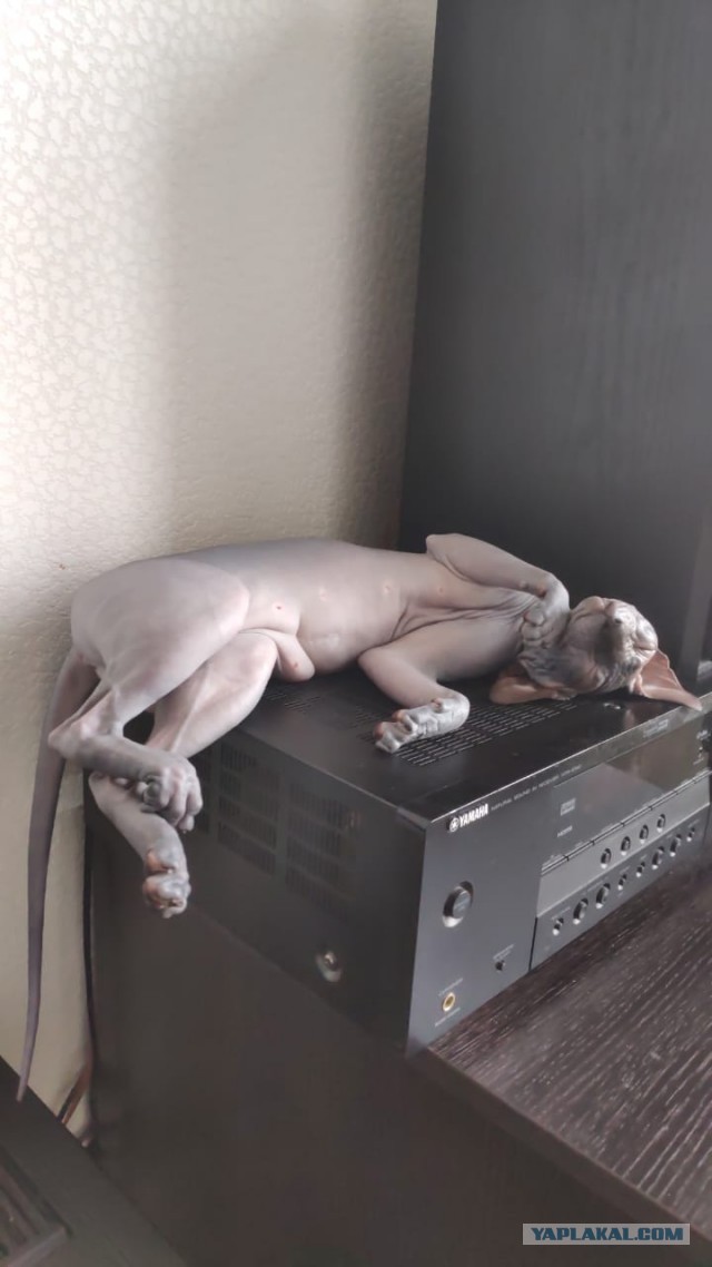 Котовторник же!