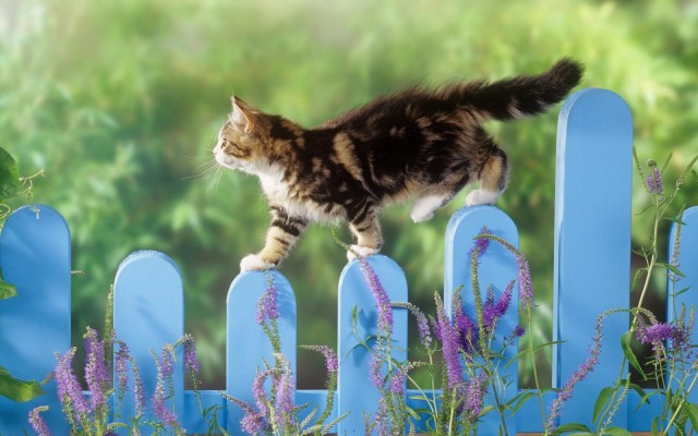 Которник