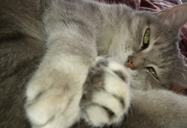 А котовторник уже начался?