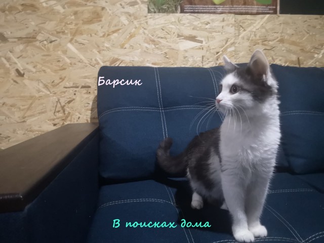 Жизнь домашнего приюта "Котоленд" 314