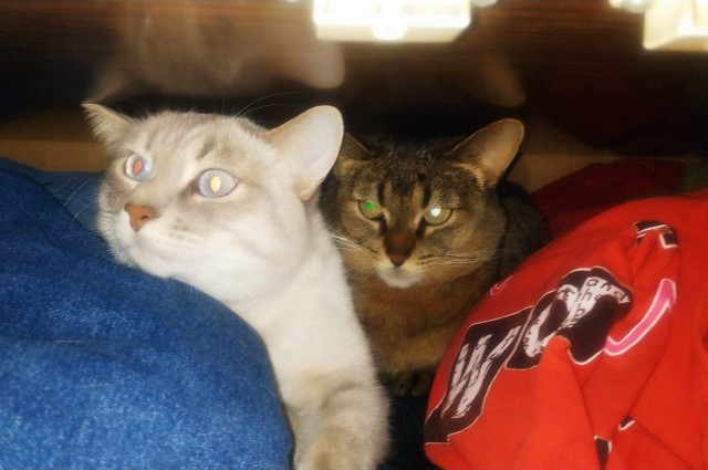 Коты. Филя, Пуся, Вася