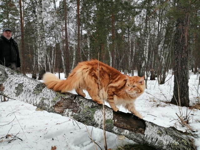 А это мой котан к котовторнику