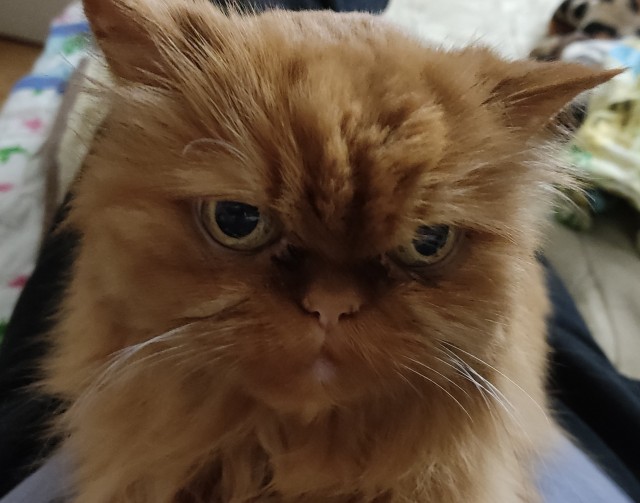 Кот д’Ивуар