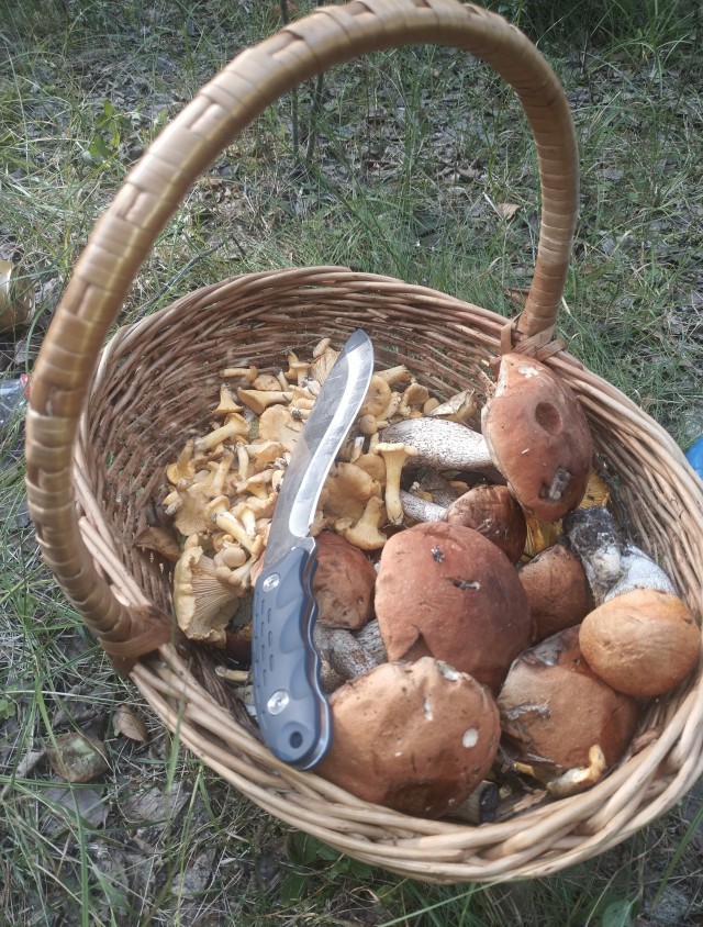 Про грибы и немного собаки