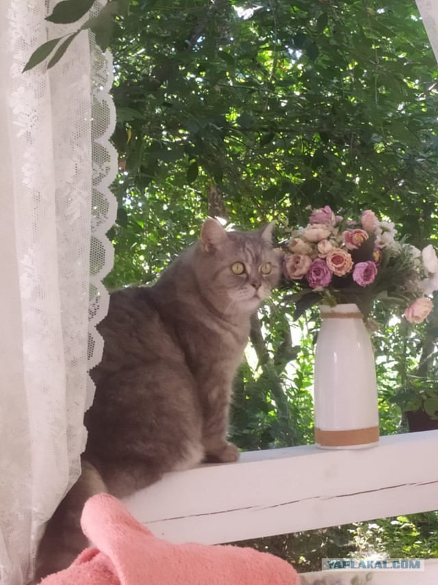 Я принес тебе дохлую мышь...