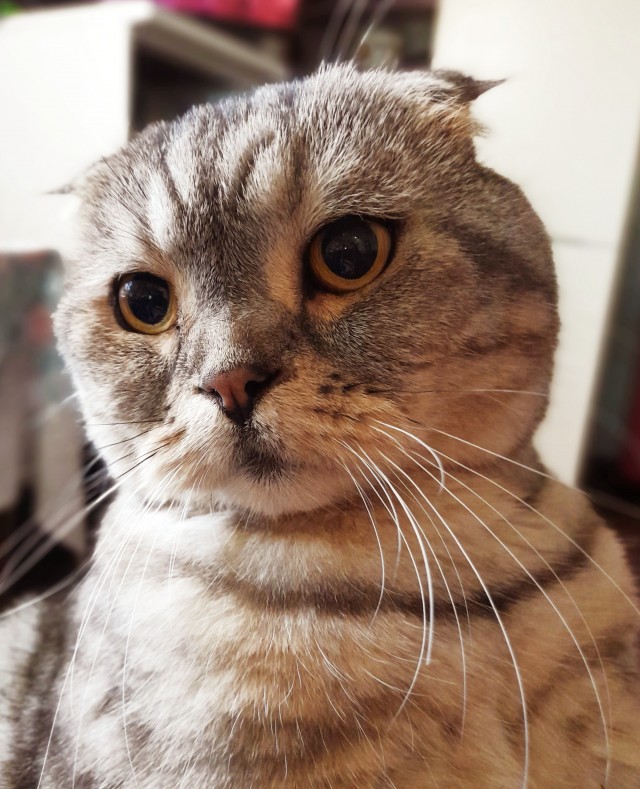 Котовторник 18.10.22