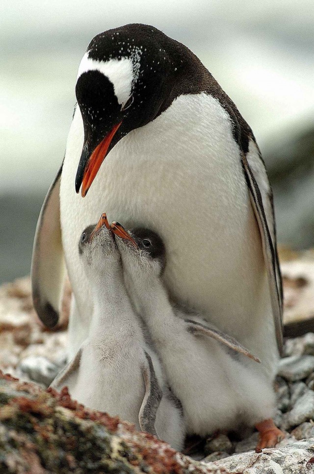 Северный ледовитый океан