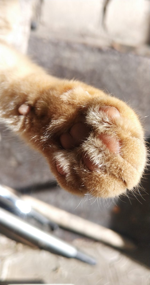 К вопросу о котах